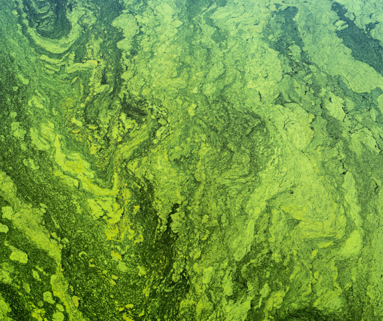 Say Goodbye to Algae Buildup: F&W Fountain Pond Pumps image
