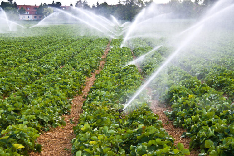 Agricultural Irrigation image