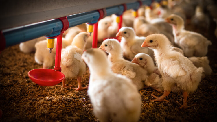 Livestock & Poultry image